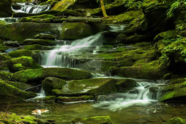 Ormanda ilkbahar. Orman manzarası. Bieszczady Dağları 'ndaki Tworylczyk deresi, Karpatlar, Polonya.