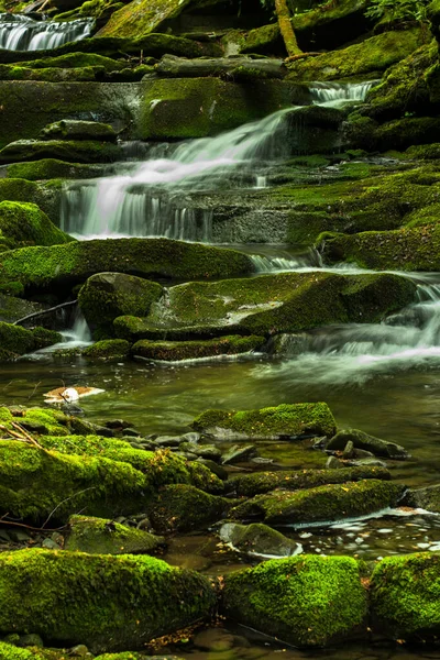 Ormanda ilkbahar. Orman manzarası. Bieszczady Dağları 'ndaki Tworylczyk deresi, Karpatlar, Polonya.