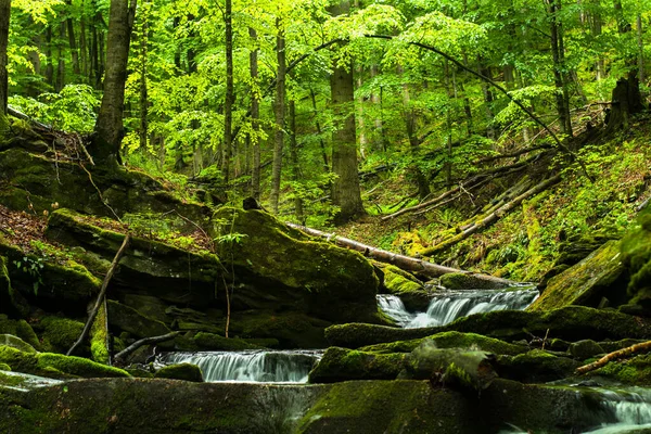 Spring Forest Woodland Scenery Tworylczyk Stream Bieszczady Mountains Carpathians Poland — Foto Stock