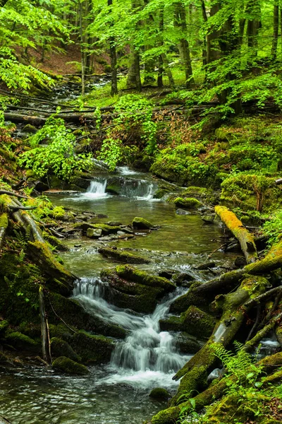 Spring Forest Woodland Scenery Tworylczyk Stream Bieszczady Mountains Carpathians Poland — Stock Photo, Image