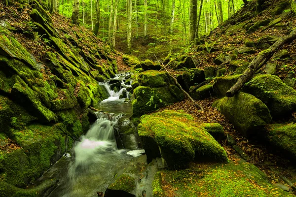 Ormanda Ilkbahar Orman Manzarası Bieszczady Dağları Ndaki Tworylczyk Deresi Karpatlar — Stok fotoğraf