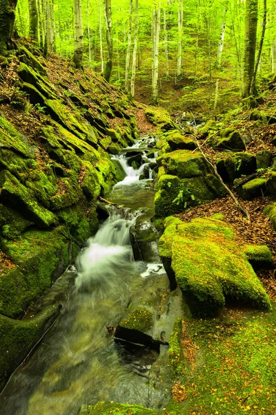 Spring Forest Woodland Scenery Tworylczyk Stream Bieszczady Mountains Carpathians Poland — Stock Photo, Image
