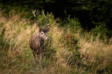 Çiftleşme mevsiminde doğal yaşam alanına büyük bir kızıl geyik (Cervus elaphus) geyiği girer. Bieszczady Dağı, Karpatlar, Polonya.