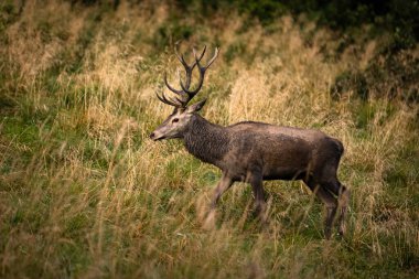 Çiftleşme mevsiminde doğal yaşam alanına büyük bir kızıl geyik (Cervus elaphus) geyiği girer. Bieszczady Dağı, Karpatlar, Polonya.
