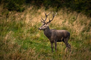 Çiftleşme mevsiminde doğal yaşam alanına büyük bir kızıl geyik (Cervus elaphus) geyiği girer. Bieszczady Dağı, Karpatlar, Polonya.