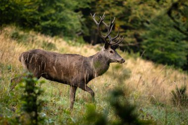 Çiftleşme mevsiminde doğal yaşam alanına büyük bir kızıl geyik (Cervus elaphus) geyiği girer. Bieszczady Dağı, Karpatlar, Polonya.