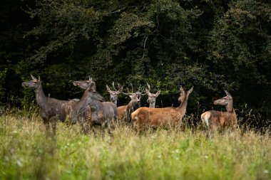 Kırmızı Geyik (Cervus elaphus). Çiftleşme mevsiminde doğal ortamında büyük bir geyik kükremesi. Bieszczady Dağı, Karpatlar, Polonya.
