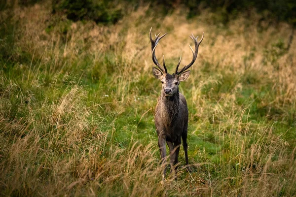 Large Red Deer Cervus Elaphus Stag Rutting Season Its Natural — Fotografia de Stock