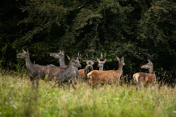 Large Red Deer Cervus Elaphus Stag Rutting Season Its Natural — Stockfoto