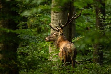 A large Red Deer (Cervus elaphus) stag during the rutting season into its natural habitat. The Bieszczady Mts, Carpathians, Poland. clipart
