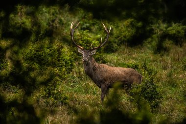 Çiftleşme mevsiminde doğal yaşam alanına büyük bir kızıl geyik (Cervus elaphus) geyiği girer. Bieszczady Dağı, Karpatlar, Polonya.