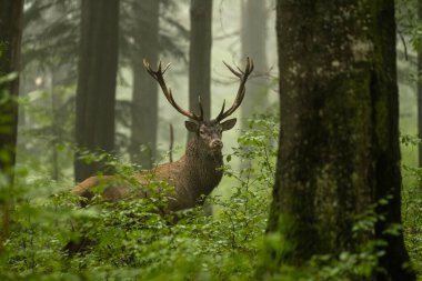 Çiftleşme mevsiminde doğal yaşam alanına büyük bir kızıl geyik (Cervus elaphus) geyiği girer. Bieszczady Dağı, Karpatlar, Polonya.