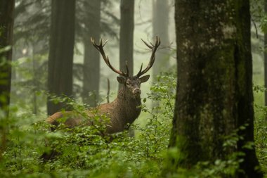 A large Red Deer (Cervus elaphus) stag during the rutting season into its natural habitat. The Bieszczady Mts, Carpathians, Poland. clipart