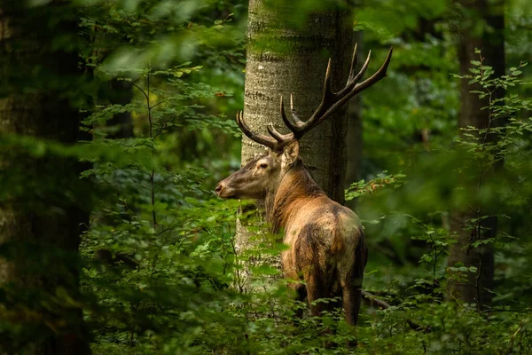 Ciervo Rojo Grande Cervus Elaphus Ciervo Durante Estación Fricción Hábitat — Foto de Stock