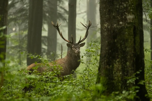 Grande Veado Vermelho Cervus Elaphus Durante Temporada Rutting Seu Habitat — Fotografia de Stock