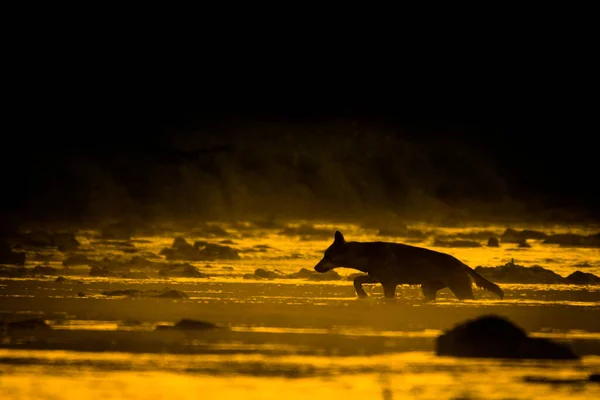 Lobo Cinzento Lúpus Canis Bieszczady Cárpatos Polónia — Fotografia de Stock