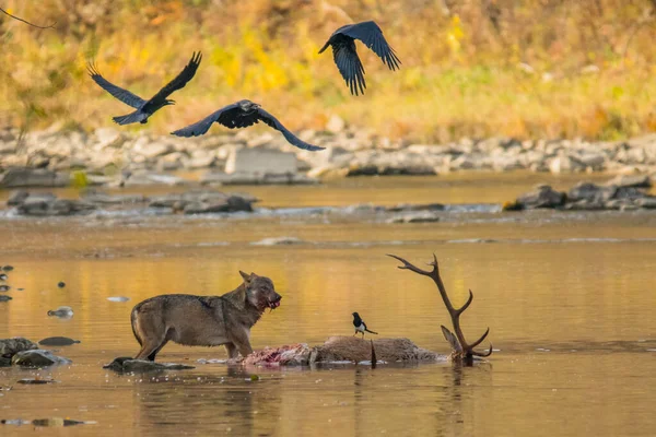 Šedý Vlk Canis Lupus Pojídající Jelena Bieszczady Karpaty Polsko — Stock fotografie