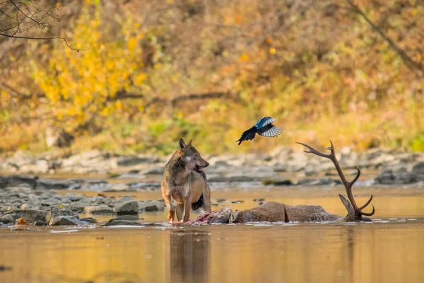 Šedý Vlk Canis Lupus Pojídající Jelena Bieszczady Karpaty Polsko — Stock fotografie