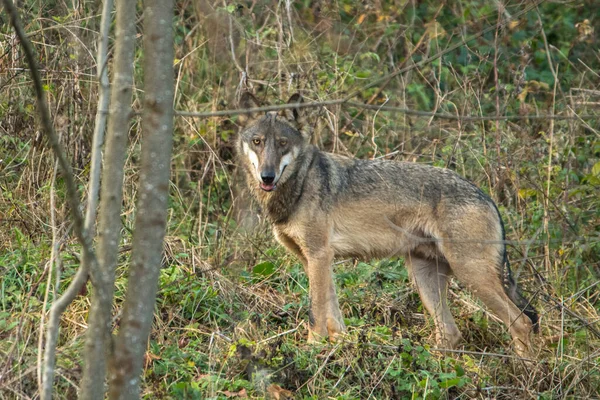Lobo Gris Canis Lupus Bieszczady Cárpatos Polonia — Foto de Stock