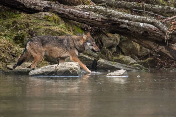 Lobo Cinzento Lúpus Canis Bieszczady Cárpatos Polónia — Fotografia de Stock