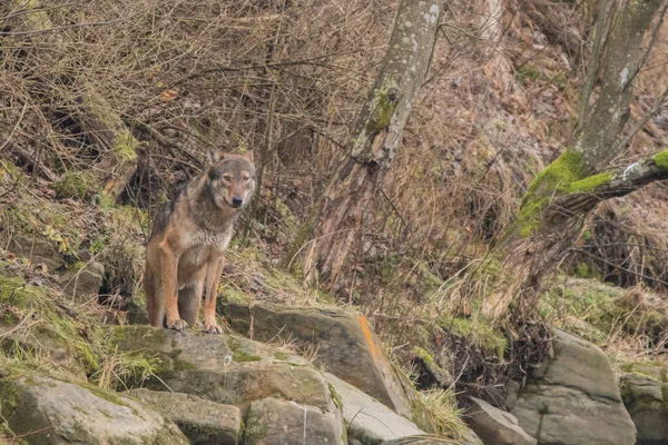 Grey Wolf Canis Lupus Bieszczady Carpathians Poland — Fotografia de Stock