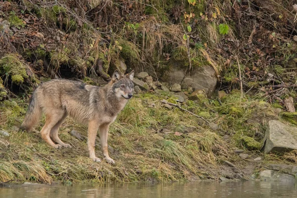 Lobo Cinzento Lúpus Canis Bieszczady Cárpatos Polónia — Fotografia de Stock