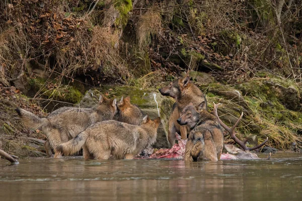 Wolves Eating Deer Bieszczady Mountains Carpathians Poland — 图库照片