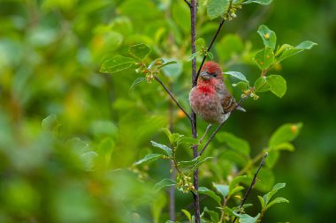 Genel gül ağacı, Carpodacus erythrinus (Erythrina erythrina)
