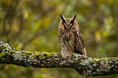 Uzun kulaklı baykuş (Asio otus)