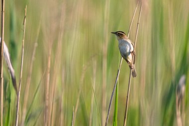 Su bülbülü (Acrocephalus paludicola). Polesie Ulusal Parkı. Polonya.