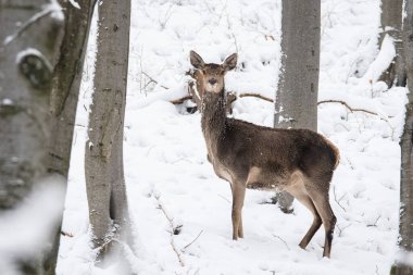 Kızıl Geyik (Cervus elaphus), Bieszczady Dağları, Karpatlar, Polonya.