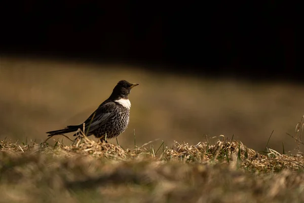 Tozel Anillo Turdus Torquatus Montañas Bieszczady Polonia — Foto de Stock