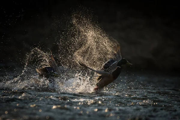 Volavka Obecná Anas Platyrhynchos — Stock fotografie