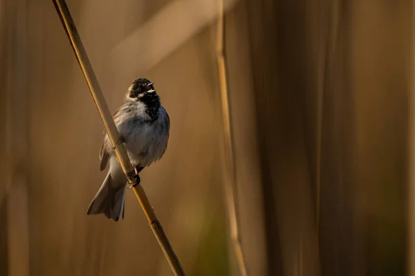 Common Reed Bunting Schoeniclus Schoeniclus — Stockfoto