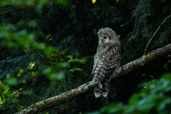 Κουκουβάγια Ural Strix Uralensis — Φωτογραφία Αρχείου