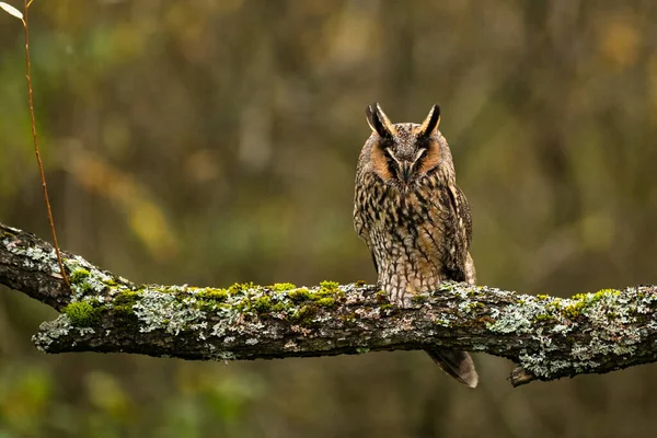 Long Eared Owl Asio Otus — Foto Stock