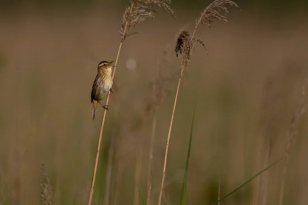 Aquatic Warbler Acrocephalus Paludicola Polesie National Park Poland — стоковое фото