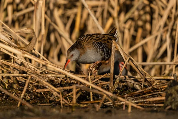 Die Wasserschiene Rallus Aquaticus — Stockfoto