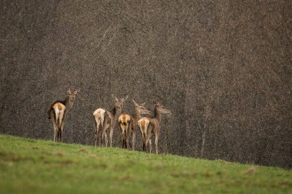 Red Deer Cervus Elaphus Bieszczady Mountains Karpaten Polen — Stockfoto