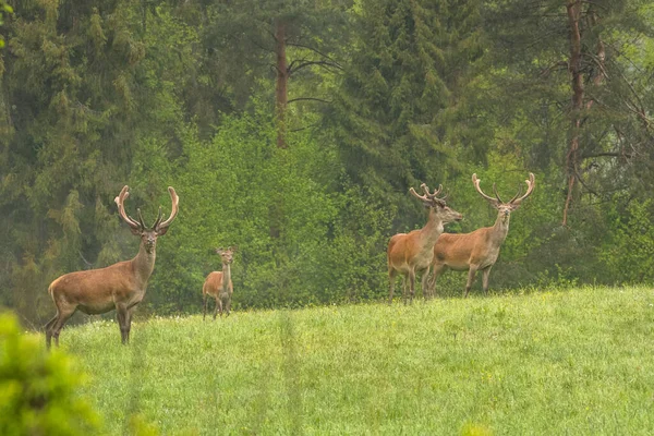 Red Deer Cervus Elaphus Bieszczady Mountains Carpathians Poland — Stockfoto