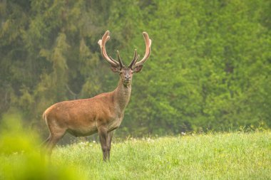 Kızıl Geyik (Cervus elaphus), Bieszczady Dağları, Karpatlar, Polonya.