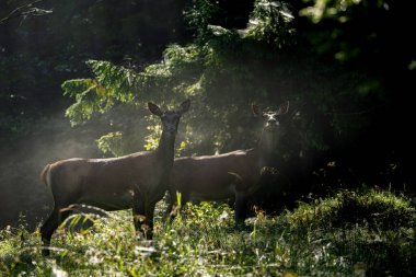 Kızıl Geyik (Cervus elaphus), Bieszczady Dağları, Karpatlar, Polonya.