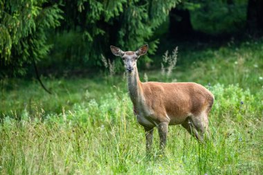 Kızıl Geyik (Cervus elaphus), Bieszczady Dağları, Karpatlar, Polonya.