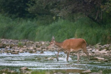 Kızıl Geyik (Cervus elaphus), Bieszczady Dağları, Karpatlar, Polonya.