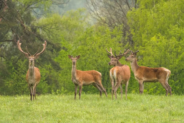 Vörös Szarvas Cervus Elaphus Bieszczady Hegység Kárpátok Lengyelország — Stock Fotó