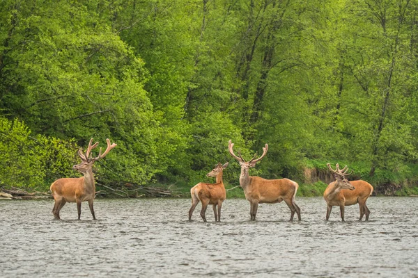 Red Deer Cervus Elaphus Bieszczady Mountains Karpaten Polen — Stockfoto