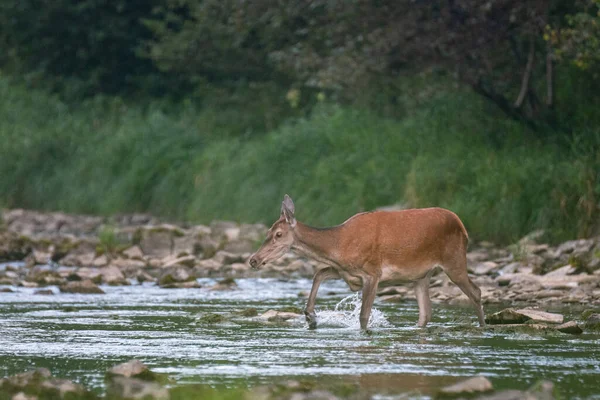 Kızıl Geyik (Cervus elaphus), Bieszczady Dağları, Karpatlar, Polonya.