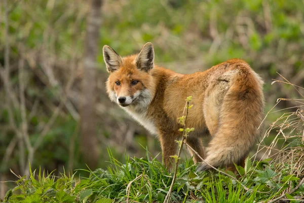 Red Fox Vulpes Vulpes Bieszczady Mountains Polonia — Foto Stock