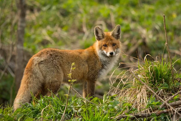 Red Fox Vulpes Vulpes Bieszczady Mountains Polonia — Foto Stock