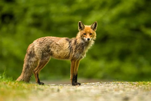 Fox Scabies Vulpes Vulpes Bieszczady Mountains Πολωνία — Φωτογραφία Αρχείου